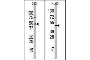 Image no. 1 for anti-Suppressor of Variegation 3-9 Homolog 2 (Drosophila) (SUV39H2) (C-Term) antibody (ABIN356791) (SUV39H2 Antikörper  (C-Term))