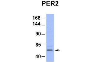 Host:  Rabbit  Target Name:  PER2  Sample Type:  Hum. (PER2 Antikörper  (Middle Region))