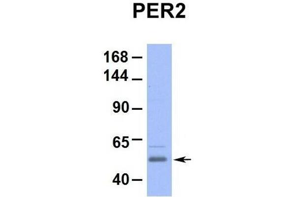 PER2 anticorps  (Middle Region)