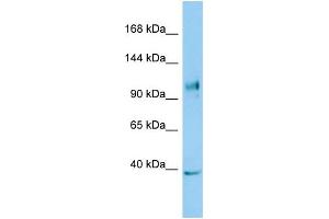 Host: Rabbit Target Name: NLRX1 Sample Type: COLO205 Whole Cell lysates Antibody Dilution: 1. (NLRX1 Antikörper  (C-Term))