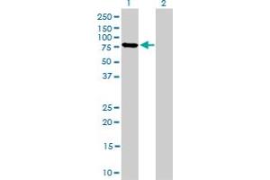 Western Blotting (WB) image for anti-Mitofusin 2 (MFN2) (AA 661-758) antibody (ABIN599102) (MFN2 Antikörper  (AA 661-758))
