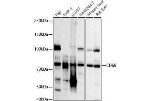 Western blot analysis of extracts of various cell lines, using CD68 antibody (ABIN7266212) at 1:1000 dilution. (CD68 Antikörper  (AA 16-200))