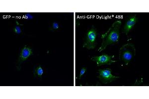 Immunofluorescence (IF) image for anti-Green Fluorescent Protein (GFP) antibody (DyLight 488) (ABIN7273060) (GFP Antikörper  (DyLight 488))