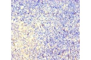 Immunohistochemistry of paraffin-embedded human pancreatic tissue using ABIN7148826 at dilution of 1:100