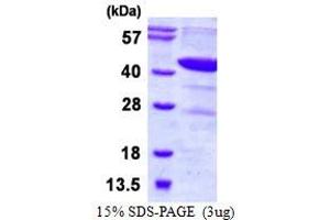 Image no. 1 for Dihydroorotate Dehydrogenase (DHODH) protein (His tag) (ABIN7279877) (DHODH Protein (His tag))