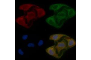 NIPSNAP1 Mouse Monoclonal Antibody staining Hela cells by IF/ICC.