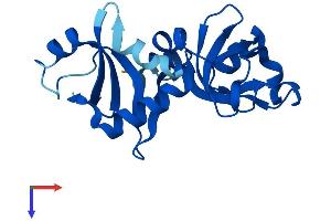 NIP7 Protein (AA 1-180) (His tag)