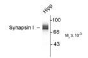 Image no. 1 for anti-Synapsin I (SYN1) antibody (ABIN305714) (SYN1 Antikörper)