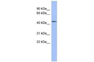 BEST3 antibody used at 1 ug/ml to detect target protein.