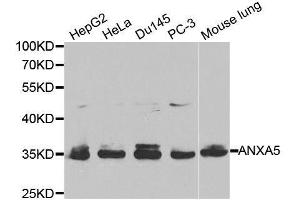 Western blot analysis of extracts of various cell lines, using ANXA5 antibody. (Annexin V Antikörper  (AA 1-320))