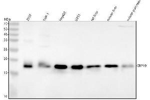 Western blot analysis of ERp19 using anti-ERp19 antibody (ABIN7604781).