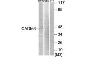 Western blot analysis of extracts from NIH-3T3/RAW264. (CADM3 Antikörper  (AA 141-190))