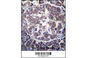 TBL2 Antibody immunohistochemistry analysis in formalin fixed and paraffin embedded human pancreas tissue followed by peroxidase conjugation of the secondary antibody and DAB staining. (TBL2 Antikörper  (N-Term))
