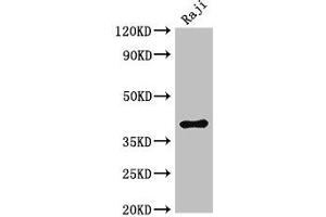 Western Blot Positive WB detected in: Raji whole cell lysate All lanes: HMBS antibody at 3 μg/mL Secondary Goat polyclonal to rabbit IgG at 1/50000 dilution Predicted band size: 40, 38, 35, 34 kDa Observed band size: 40 kDa (HMBS Antikörper  (AA 283-330))