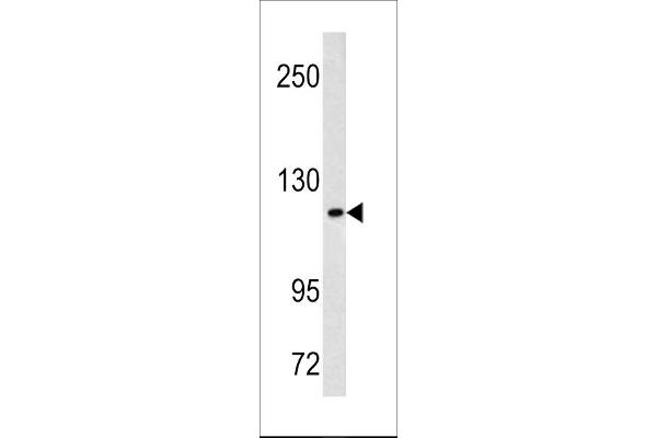 MAML3 Antikörper  (C-Term)