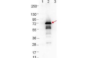 Western blot showing detection of 0. (OspA Antikörper)