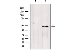 Western blot analysis of extracts from ratbrain, using PMPCB antibody. (PMPCB Antikörper  (Internal Region))