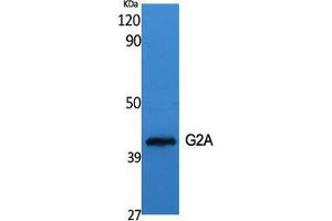 Western Blot (WB) analysis of specific cells using G2A Polyclonal Antibody.