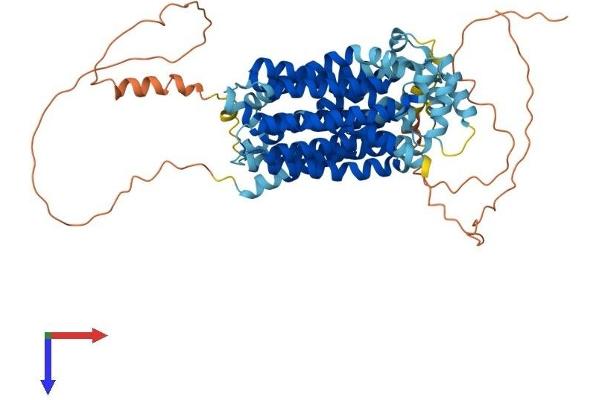GLUT12 Protein (AA 1-622) (His tag)