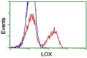 Image no. 1 for anti-Lysyl Oxidase (LOX) (AA 22-168) antibody (ABIN1491219) (LOX Antikörper  (AA 22-168))