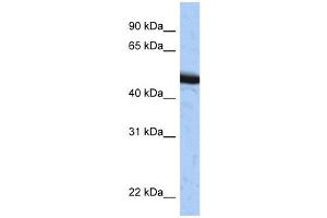 WB Suggested Anti-SPOP Antibody Titration:  0. (SPOP-B Antikörper  (C-Term))