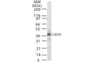 Image no. 1 for anti-Chemokine (C-X-C Motif) Receptor 1 (CXCR1) (AA 330-341) antibody (ABIN303967) (CXCR1 Antikörper  (AA 330-341))