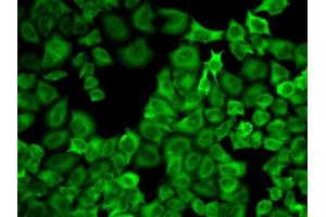 Immunofluorescence analysis of U2OS cell using HSP90AA1 antibody. (HSP90AA1 Antikörper  (AA 433-732))