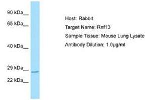 Image no. 1 for anti-Ring Finger Protein 13 (RNF13) (AA 150-199) antibody (ABIN6749828) (RNF13 Antikörper  (AA 150-199))