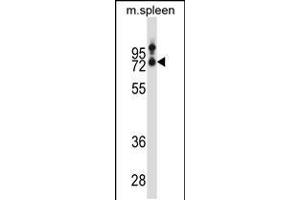 Western blot analysis in mouse spleen tissue lysates (35ug/lane). (SLC15A3 Antikörper  (AA 168-197))