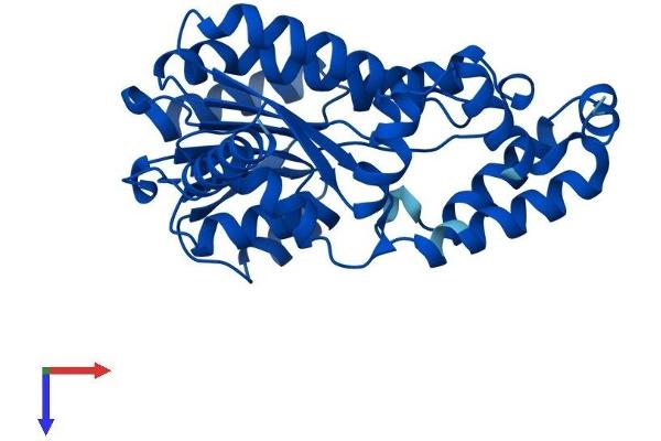 RDH16 Protein (AA 1-317) (His tag)