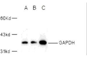 Western blot analysis of GAPDH expression in 293A (A) and Hela (B) whole cell lysates and mouse kidney tissue extract (C) using GAPDH polyclonal antibody (E1C604).