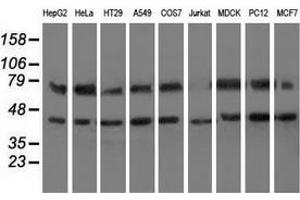 Western blot analysis of extracts (35 µg) from 9 different cell lines by using anti-HSPA6 monoclonal antibody. (HSPA6 Antikörper)