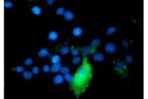 Immunofluorescence (IF) image for anti-TNF Receptor-Associated Protein 1 (TRAP1) antibody (ABIN1501500) (TRAP1 Antikörper)