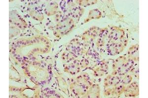 Immunohistochemistry of paraffin-embedded human pancreatic tissue using ABIN7165122 at dilution of 1:100 (BANP Antikörper  (AA 1-260))