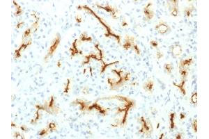 Immunohistochemistry (IHC) image for anti-Cystic Fibrosis Transmembrane Conductance Regulator (ATP-Binding Cassette Sub-Family C, Member 7) (CFTR) (AA 258-385) antibody (ABIN6939095)