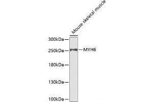 MYH6 Antikörper