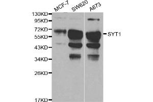 Western blot analysis of extracts of various cell lines, using SYT1 antibody (ABIN5970380) at 1/1000 dilution. (SYT1 Antikörper)