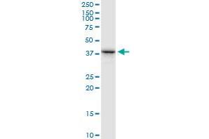 RFC3 MaxPab polyclonal antibody. (RFC3 Antikörper  (AA 1-356))