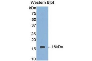 Western Blotting (WB) image for anti-Sialic Acid Binding Ig-Like Lectin 7 (SIGLEC7) (AA 381-467) antibody (ABIN1860556)