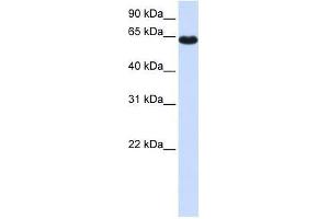 ZNF117 antibody used at 0.