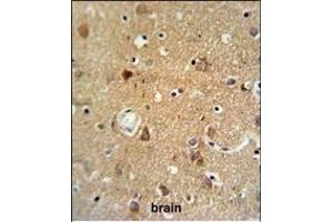 NEU1 Antibody (Center) (ABIN653650 and ABIN2842991) IHC analysis in formalin fixed and paraffin embedded brain tissue followed by peroxidase conjugation of the secondary antibody and DAB staining. (NEU1 Antikörper  (AA 11-40))