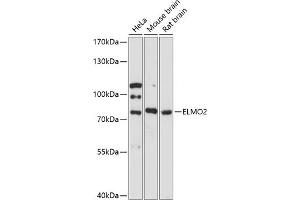 Western blot analysis of extracts of various cell lines, using ELMO2 antibody (ABIN6127840, ABIN6140132, ABIN6140133 and ABIN6217904) at 1:3000 dilution. (ELMO2 Antikörper  (AA 42-120))