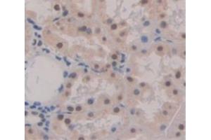 Used in DAB staining on fromalin fixed paraffin- embedded Kidney tissue (PYGO2 Antikörper  (AA 171-406))