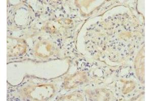 Immunohistochemistry of paraffin-embedded human kidney tissue using ABIN7161567 at dilution of 1:100