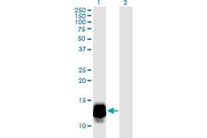 Western Blot analysis of DEFA3 expression in transfected 293T cell line by DEFA3 monoclonal antibody (M01), clone 1A9. (DEFa3 Antikörper  (AA 1-94))