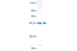 Image no. 1 for BCL2-Associated X Protein (BAX) (AA 1-192) protein (GST tag) (ABIN1346446) (BAX Protein (AA 1-192) (GST tag))