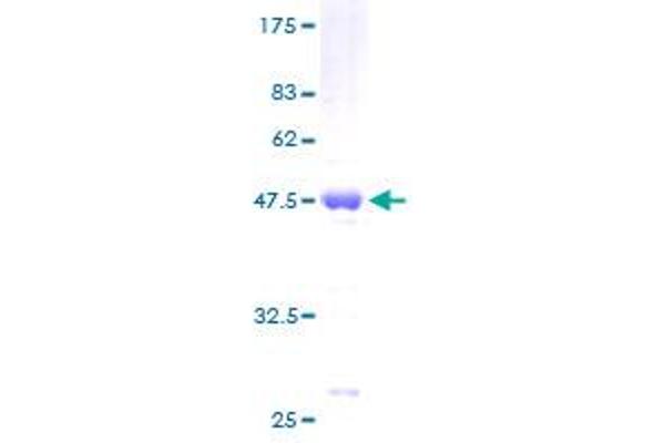 BAX Protein (AA 1-192) (GST tag)