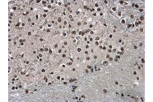IHC-P Image Histone H3. (Histone H3.3B Antikörper  (full length))