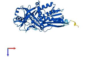D Amino Acid Oxidase Protein (AA 1-347) (His tag)