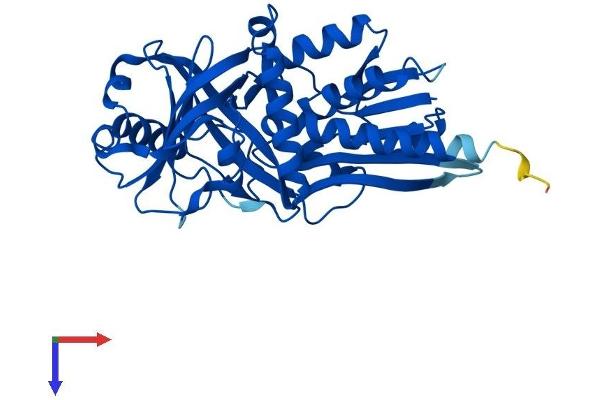 D Amino Acid Oxidase Protein (AA 1-347) (His tag)